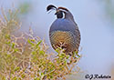 Callipepla californica